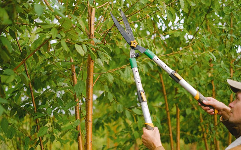Tree trimming in Brier Hill, NY